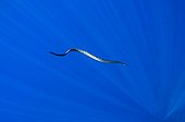 Chinese seasnake - Gunung Api  Nusa Tengarra  Indonesia ; Banda Sea 