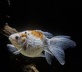 Pearl Scale calicot Goldfish