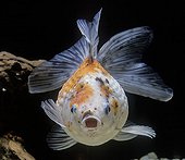  Pearl Scale calico Goldfish