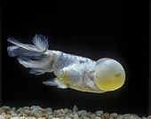 Bubble eyes calico Goldfish