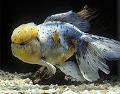  Lionhead calico Goldfish