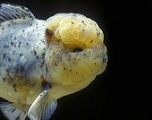  Lionhead calico Goldfish