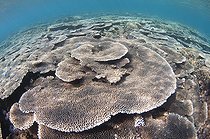 Shallow Hard Coral Garden - Komodo  Indonesia