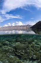Shallow Hard Coral reef and island - Komodo  Indonesia