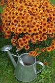 Chrysanthemums 'Pompon Orange' and watering can in a garden