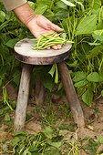 Harvest of green beans in a kitchen garden