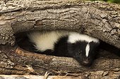 Striped Skunk in the hole of a tree - New York