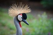 Portrait of Grey Crowned Crane - Zoo Parc de Beauval France
