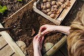 Plantation of potatoes 'Roseval' in a kitchen garden
