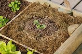 Potatoes 'Roseval' in a kitchen garden