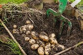 Harvest of Potatoes 'Roseval' in a kitchen garden