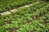 Potatoes in a kitchen garden