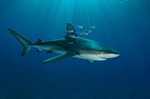 Galapagos shark - 	Raoul Island New Zealand