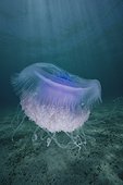 Crown jellyfish floating over sand bottom