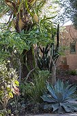Exotic garden in Morocco ; Landscapers: Ossart and Maurières<br><br>Kalanchoe beharensis var. glabra<br>Kalanchoe beharensis var. fang