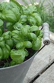 Potted basil tin - France 
