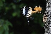 Hoopoe feeding in flight - France 