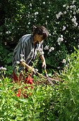Harvest of notchleaf for green manure