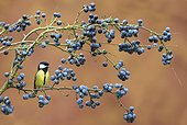 Great Tit perched on a Blackthorn in winter - GB