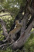 Leopard - Africa