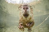 European beaver underwater - Savoie France ; "Golden Turtle" 2013 - The underwater world