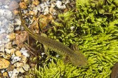 Neotenic salamander - Wallowa Mountains Oregon USA  ; Eagle Cap Wilderness's