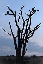 Silhouette de Rapace diurne sur arbre mort -  Kenya