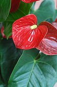 Anthurium in bloom in a garden