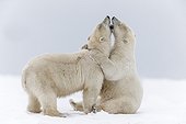 Polar bears playing on the ice - Barter Island Alaska 