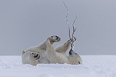 Polar bear playing with a branch - Barter Island Alaska ; 2 and 10 months years old cub