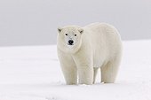 Polar bear in the snow - Barter Island Alaska  ; Yearling