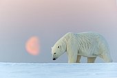 Polar Bear at moonlight - Barter Island Alaska
