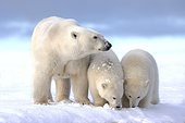Polar bear and young in the snow - Barter Island Alaska