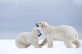 Polar bear playing in the snow - Barter Island Alaska ; subadults