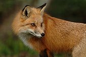 Portrait of Red Fox - Homossassa river Florida USA