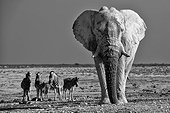African Elephant and Plains Zebras - Etosha Namibia