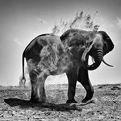 African Elephant taking a dust bath - Chobe Botswana