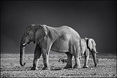 African Elephants and Zebra Plains - Etosha Namibia