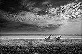 Giraffes running on the Etosha Pan - Namibia 