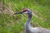 Portrait of Crane - Zoo St-Félicien Canada