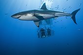 Great White Shark and divers - Guadalupe Island  Mexico ; Cage diving