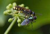 Field digger wasp (Mellinus arvensis)et Greenbottle fly (Lucilia sp)