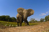 African elephant out of the water - Mana Pools Zimbabwe