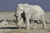 Elephant Zebras and Springboks at waterhole-Etosha Namibia