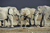 Elephants and Zèbre at waterhole - Etosha Namibia