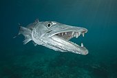 Portraity of Greater Barracuda above the reef - Fiji