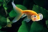 Goldfish 'Bubble Eye' 