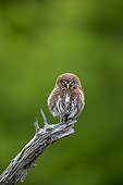 Austral Pygmy Owl on a branch - Torres del Paine Chile 