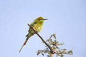 Green Bee-eater on a branch - Rajasthan India
