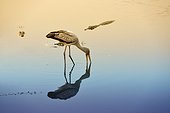 Yellow-billed Stork and Crocodile in water - Chobe Botswana